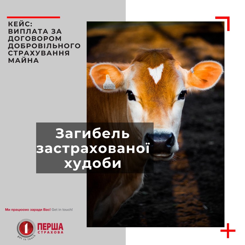 Страхова компанія «Перша» здійснила незвичну виплату за договором Добровільного Страхування Майна.